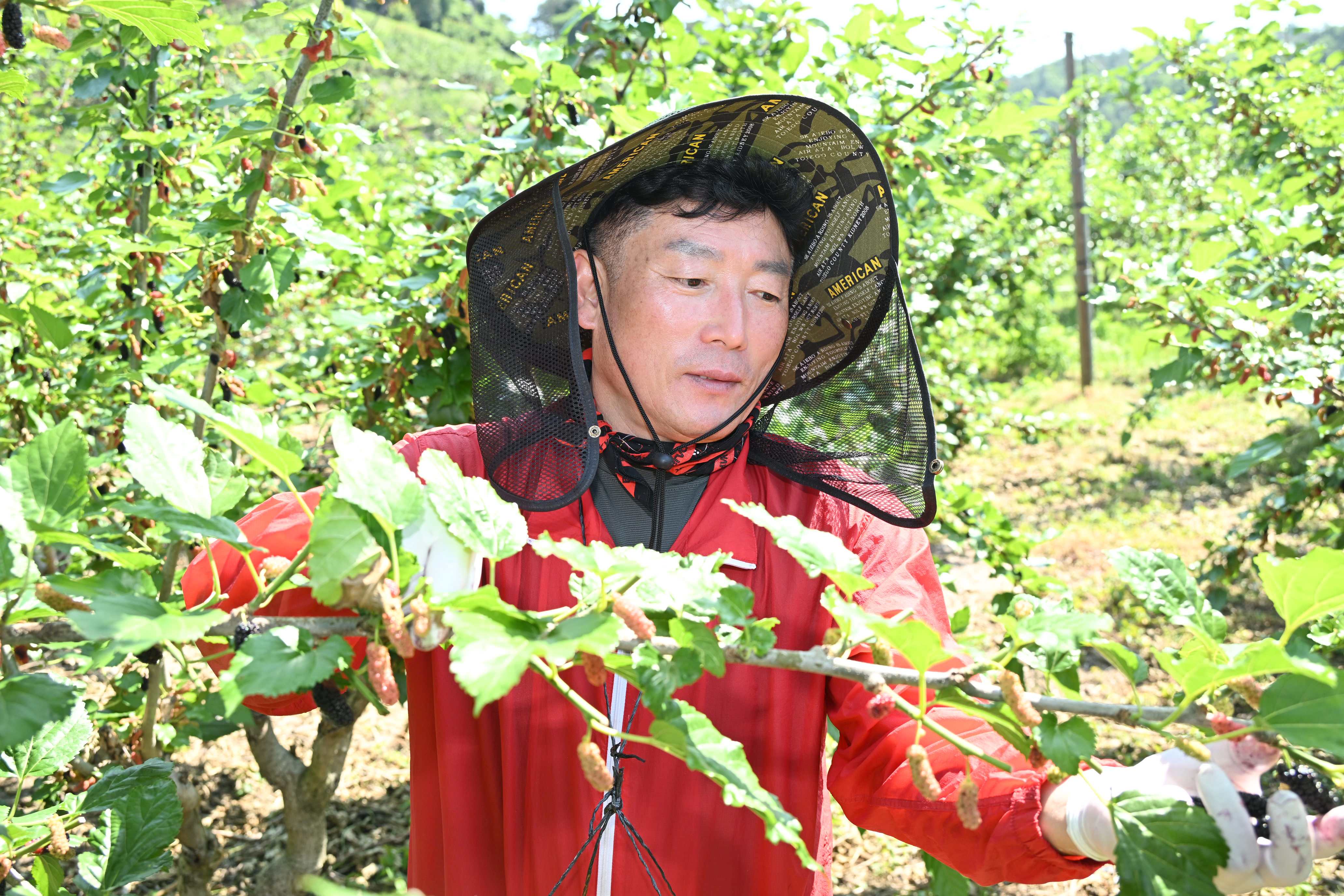 '2024 상반기 진주시의회 농촌일손돕기' 게시글의 사진(16) 'DSC_4208.JPG'