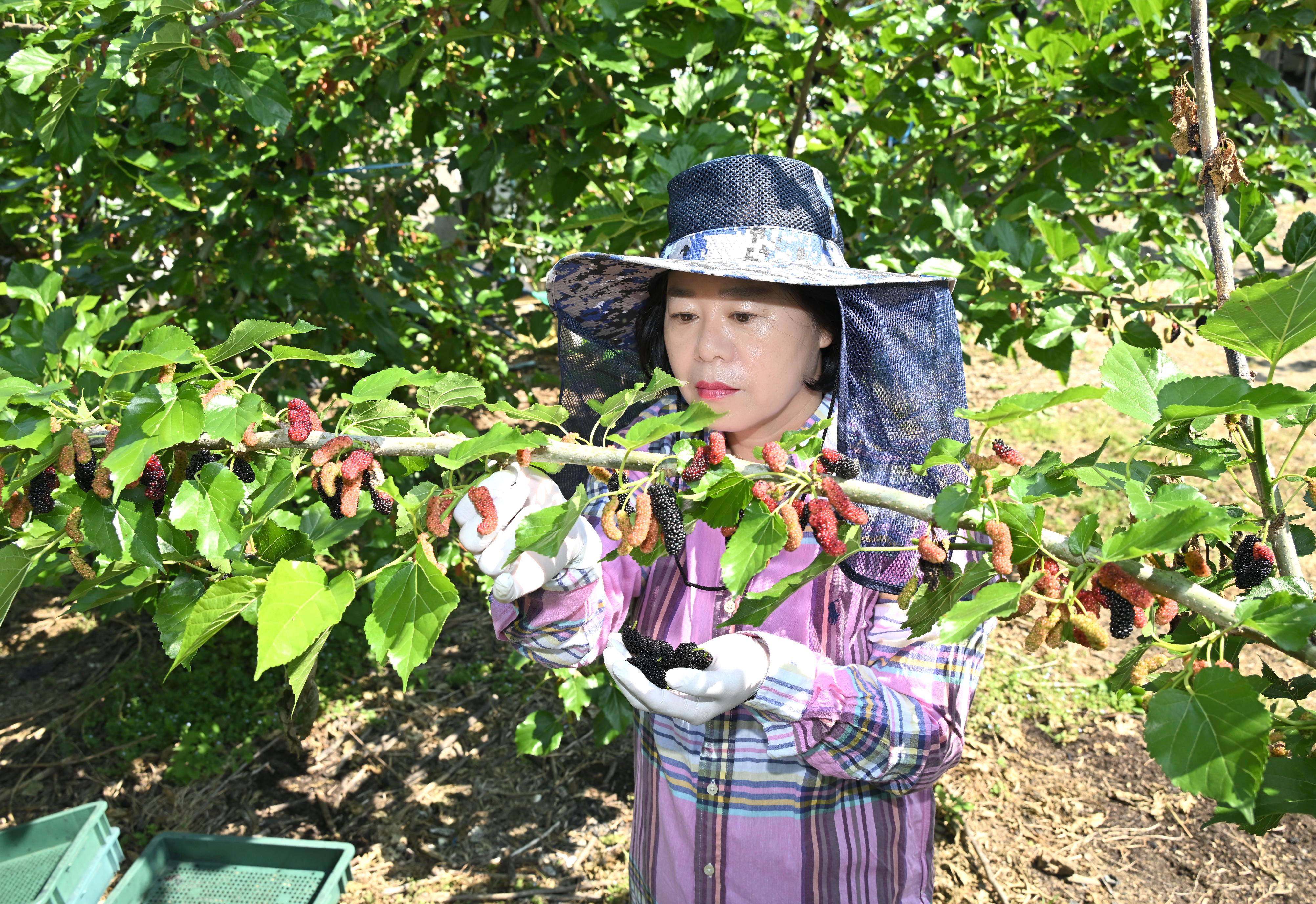 '2024 상반기 진주시의회 농촌일손돕기' 게시글의 사진(11) 'DSC_3327.JPG'