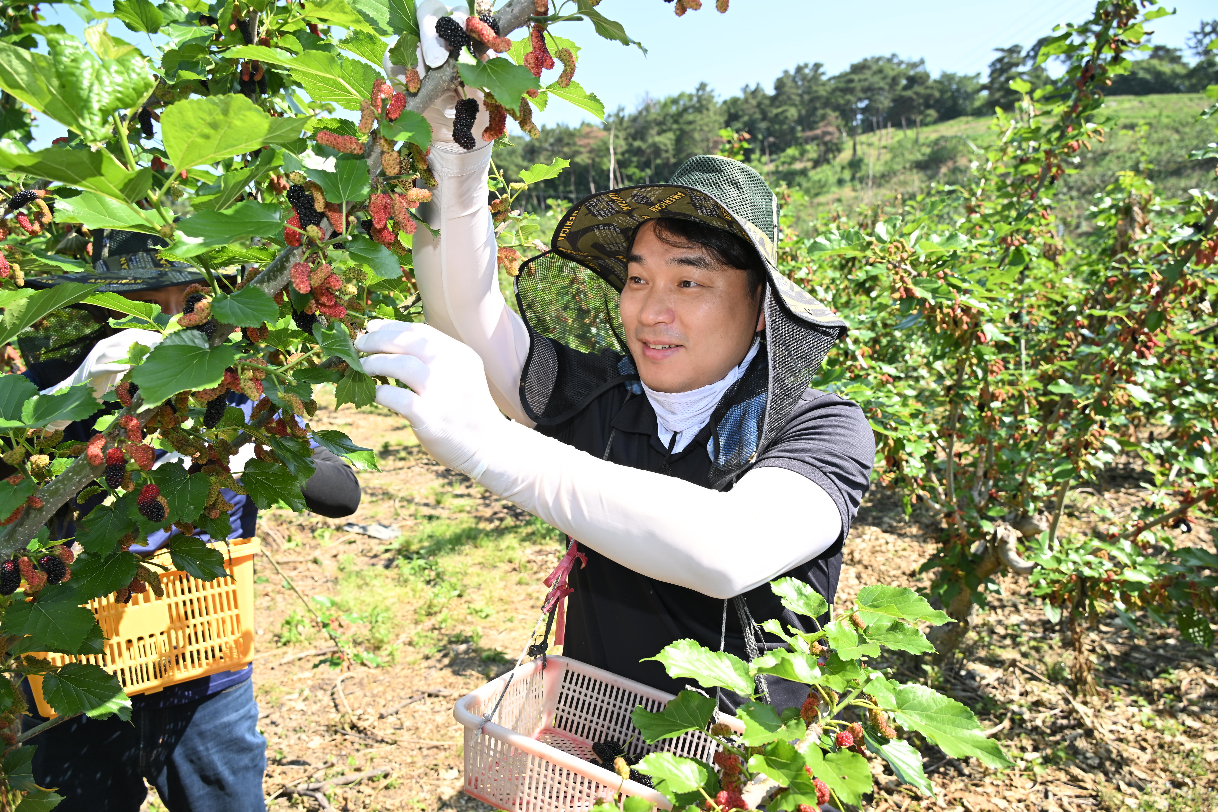 '2024 상반기 진주시의회 농촌일손돕기' 게시글의 사진(8) 'DSC_3663.JPG'